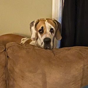 Meet your Posher, Noel